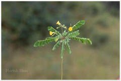 Biophytum sensitivum